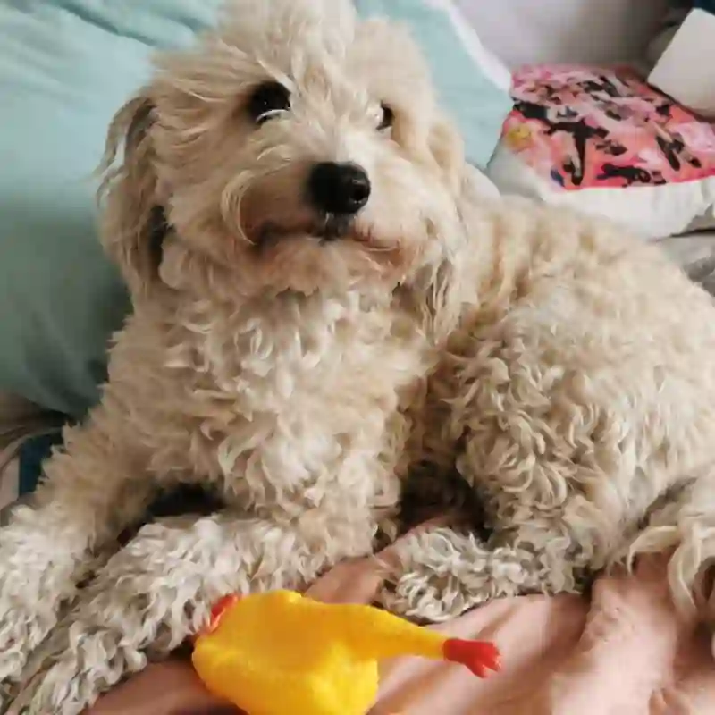 Viaje Pet Friendly